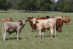 Beef Cattle