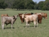 tfb_beefcattle_0401