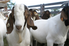 Goats