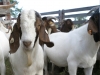 tfb_goats_6405