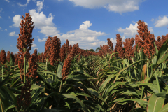 Sorghum