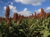 tfb_sorghum_6f2a0772