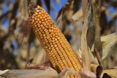 Corn
