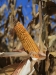 tfb_corn_6f2a0659