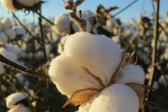 Cotton