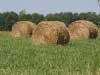 hay