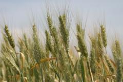 Wheat