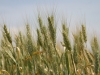 tfb_wheat_3415
