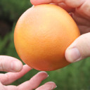 Farmers reach out to customers during Texas Food Connection Week