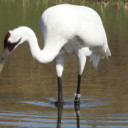 Federal stay in whooping crane case protects Texas water