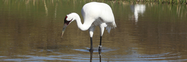 Federal stay in whooping crane case protects Texas water