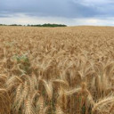 YOUR TEXAS AGRICULTURE MINUTE