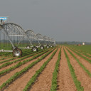 TFB president praises Senate passage of farm bill; ‘disappointed’ in dual ‘no’ votes from Cruz, Cornyn