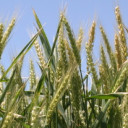 YOUR TEXAS AGRICULTURE MINUTE