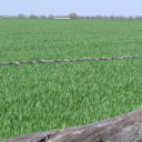 YOUR TEXAS AGRICULTURE MINUTE