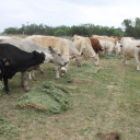 YOUR TEXAS AGRICULTURE MINUTE