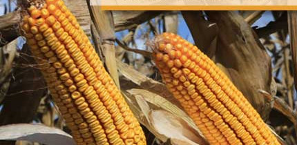 YOUR TEXAS AGRICULTURE MINUTE