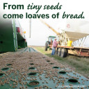 YOUR TEXAS AGRICULTURE MINUTE