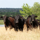 Texas Farm Bureau delegates shape national beef checkoff policy