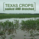 YOUR TEXAS AGRICULTURE MINUTE