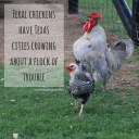 YOUR TEXAS AGRICULTURE MINUTE