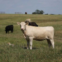 YOUR TEXAS AGRICULTURE MINUTE