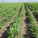 YOUR TEXAS AGRICULTURE MINUTE