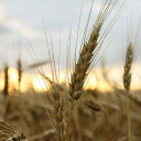 YOUR TEXAS AGRICULTURE MINUTE