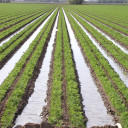 YOUR TEXAS AGRICULTURE MINUTE