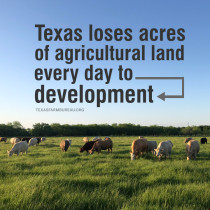YOUR TEXAS AGRICULTURE MINUTE