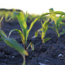 YOUR TEXAS AGRICULTURE MINUTE